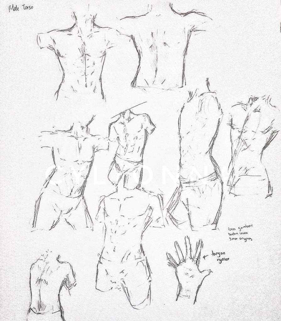 895x1024 male torso drawing practice anime art amino - Torso Drawing