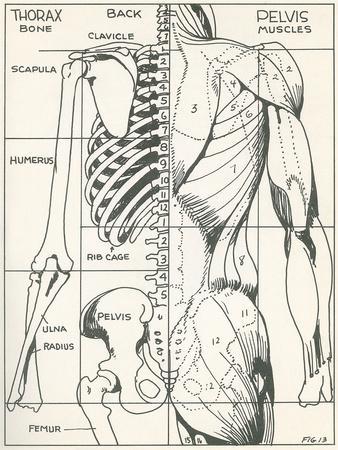 338x450 drawing of bones and muscles of the torso art print - Torso Drawing