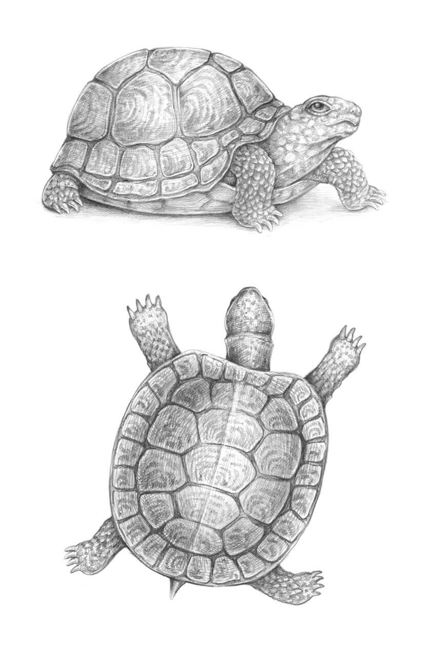 850x1259 how to draw a turtle - Tortoise Drawing