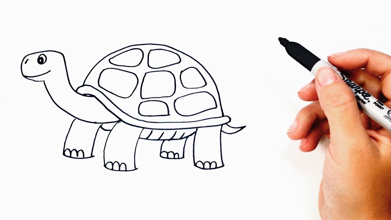 1280x720 how to draw a tortoise or turtle step - Tortoise Drawing
