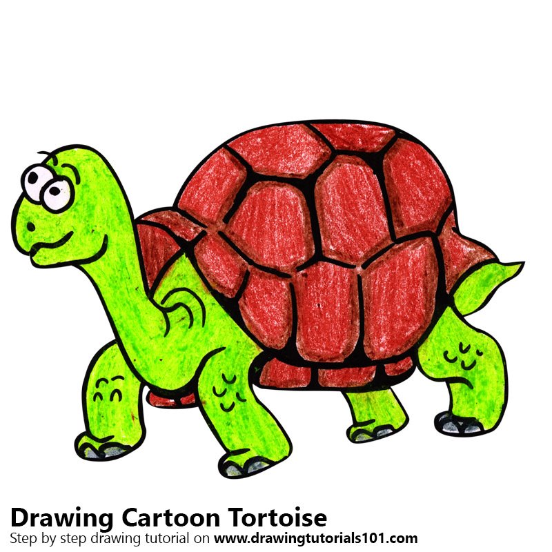 800x800 learn how to draw a cartoon tortoise - Tortoise Drawing