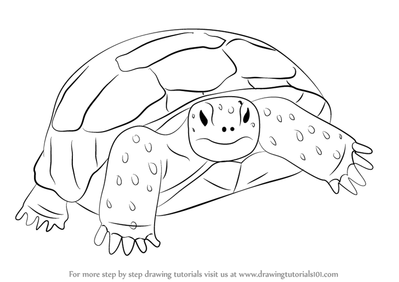 800x566 learn how to draw a gopher tortoise - Tortoise Drawing