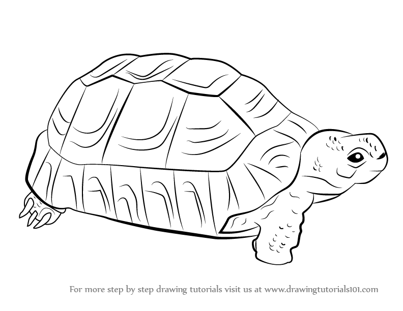 792x612 learn how to draw a greek tortoise - Tortoise Drawing