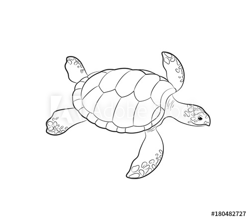 500x439 tortoise drawing vector illustration - Tortoise Drawing