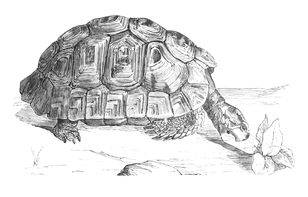 1238x794 vintage greek tortoise drawing - Tortoise Drawing