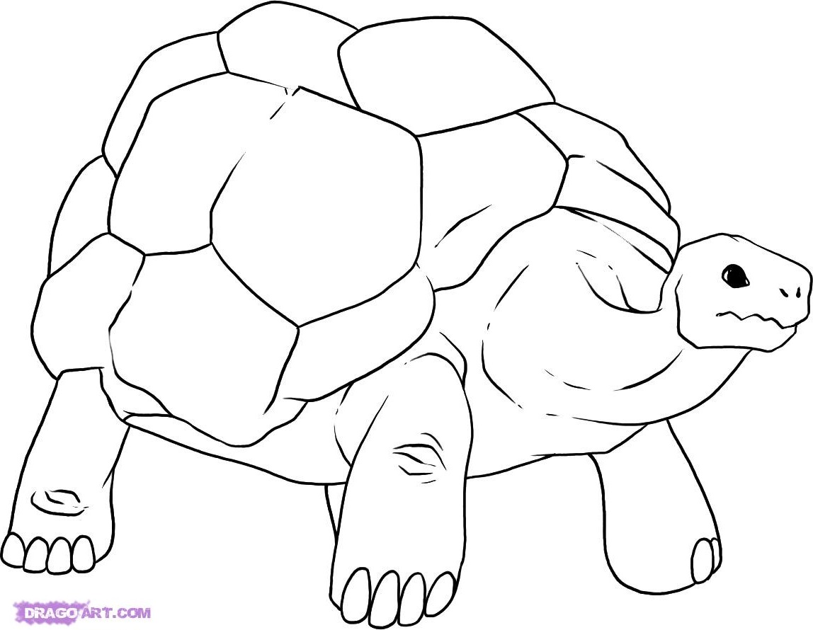 1148x890 waking up on turtle island how to draw rocks - Tortoise Drawing
