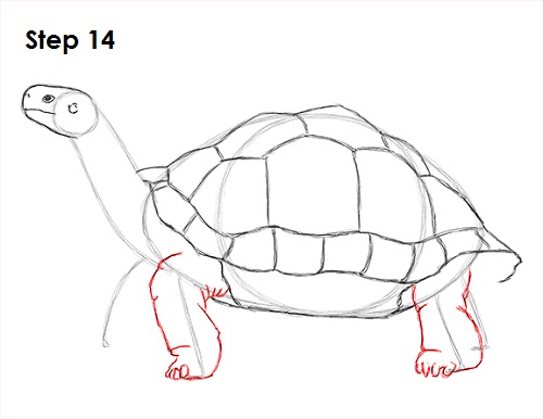 500x386 how to draw a tortoise - Tortoise Shell Drawing