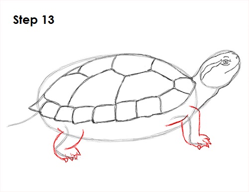 500x386 how to draw a turtle - Tortoise Shell Drawing