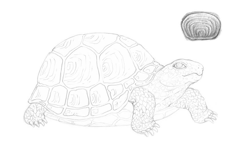 850x555 how to draw a turtle - Tortoise Shell Drawing