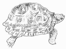 229x169 turtle drawings - Tortoise Shell Drawing