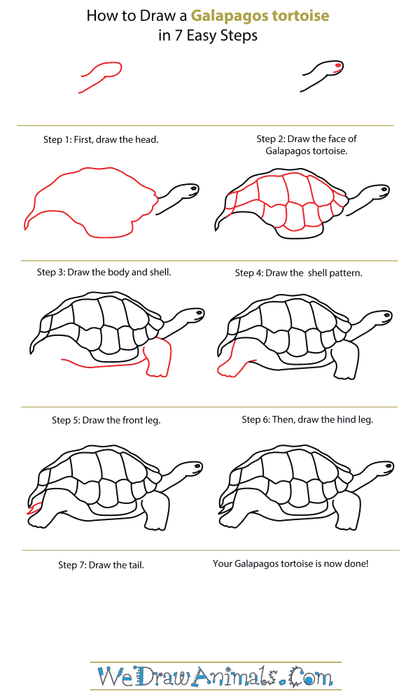 600x1000 how to draw a galapagos tortoise - Tortoise Shell Drawing