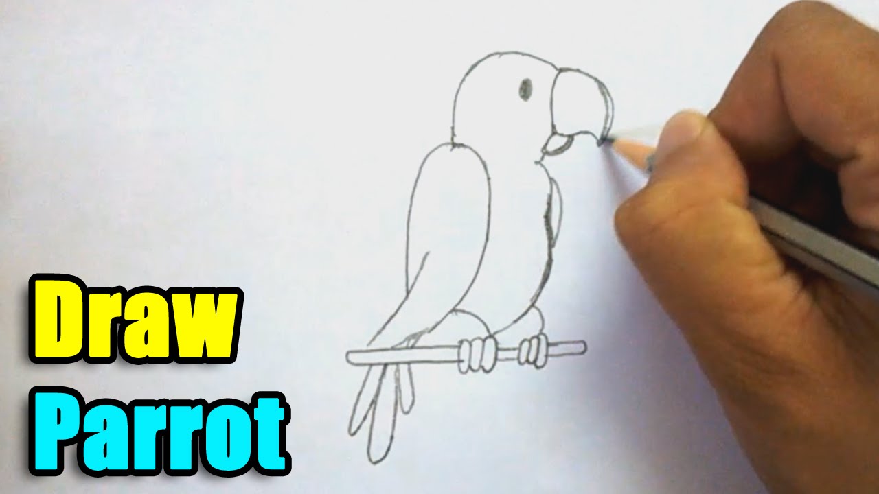 1280x720 How To Draw Parrot - Tota Drawing
