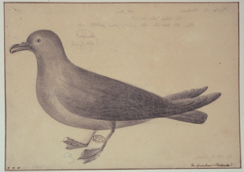 850x599 Jossigny's Drawing, Ca Of A Black Petrel - Tota Drawing