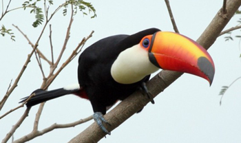 350x208 How To Draw A Toucan - Toucan Bird Drawing