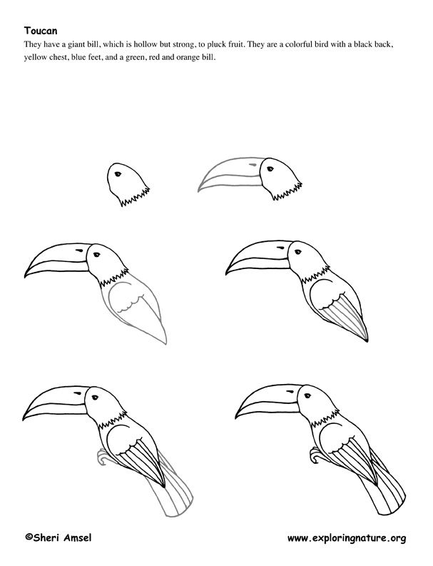 607x793 How To Draw A Toucan, Step - Toucan Bird Drawing