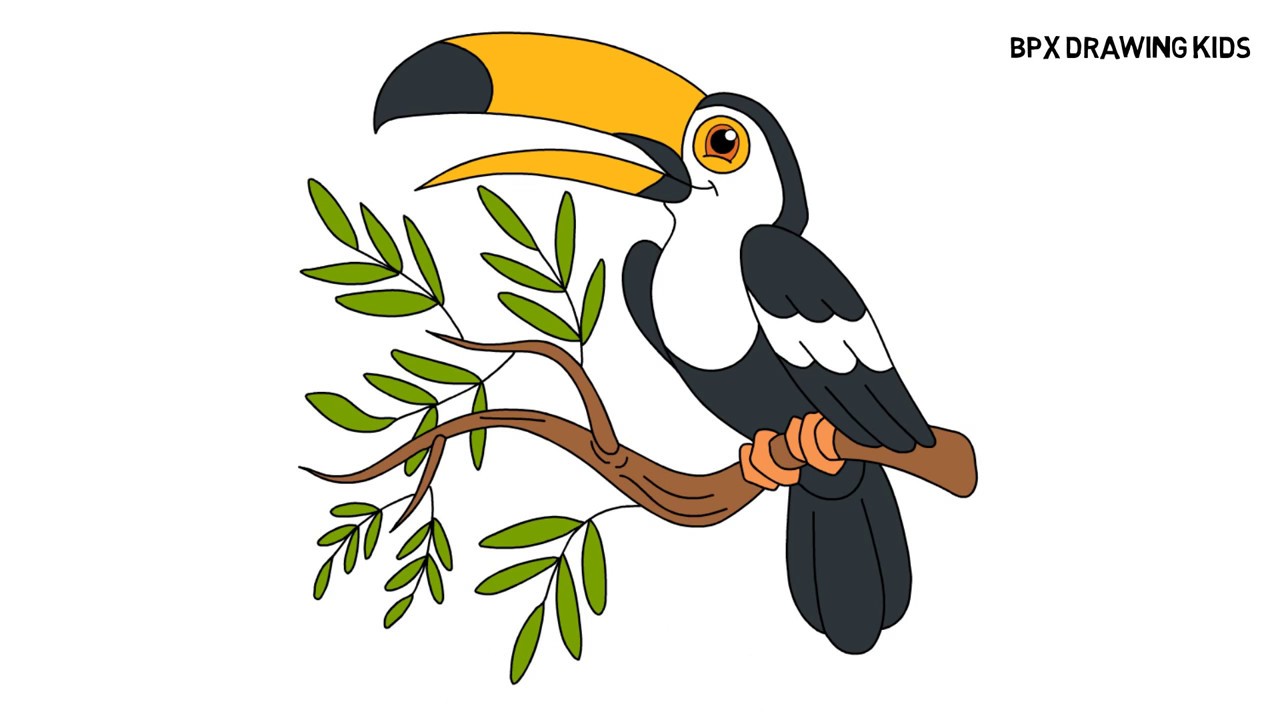 1280x720 how to draw and color toucan bird bird drawing coloring - Toucan Bird Drawing