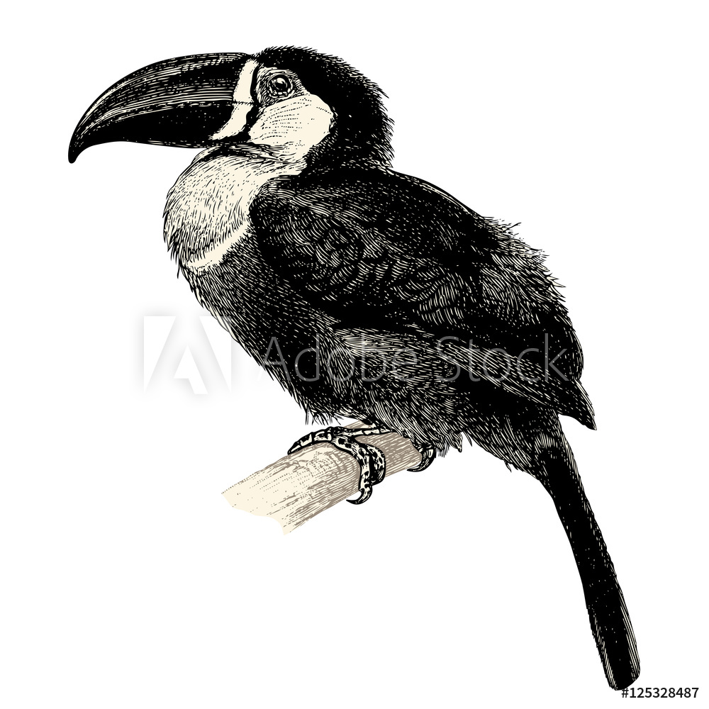 1000x1000 Photo Art Print Vintage Bird Engraving Drawing Toucan - Toucan Bird Drawing