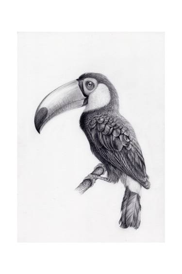 375x563 Toco Toucan - Toucan Bird Drawing