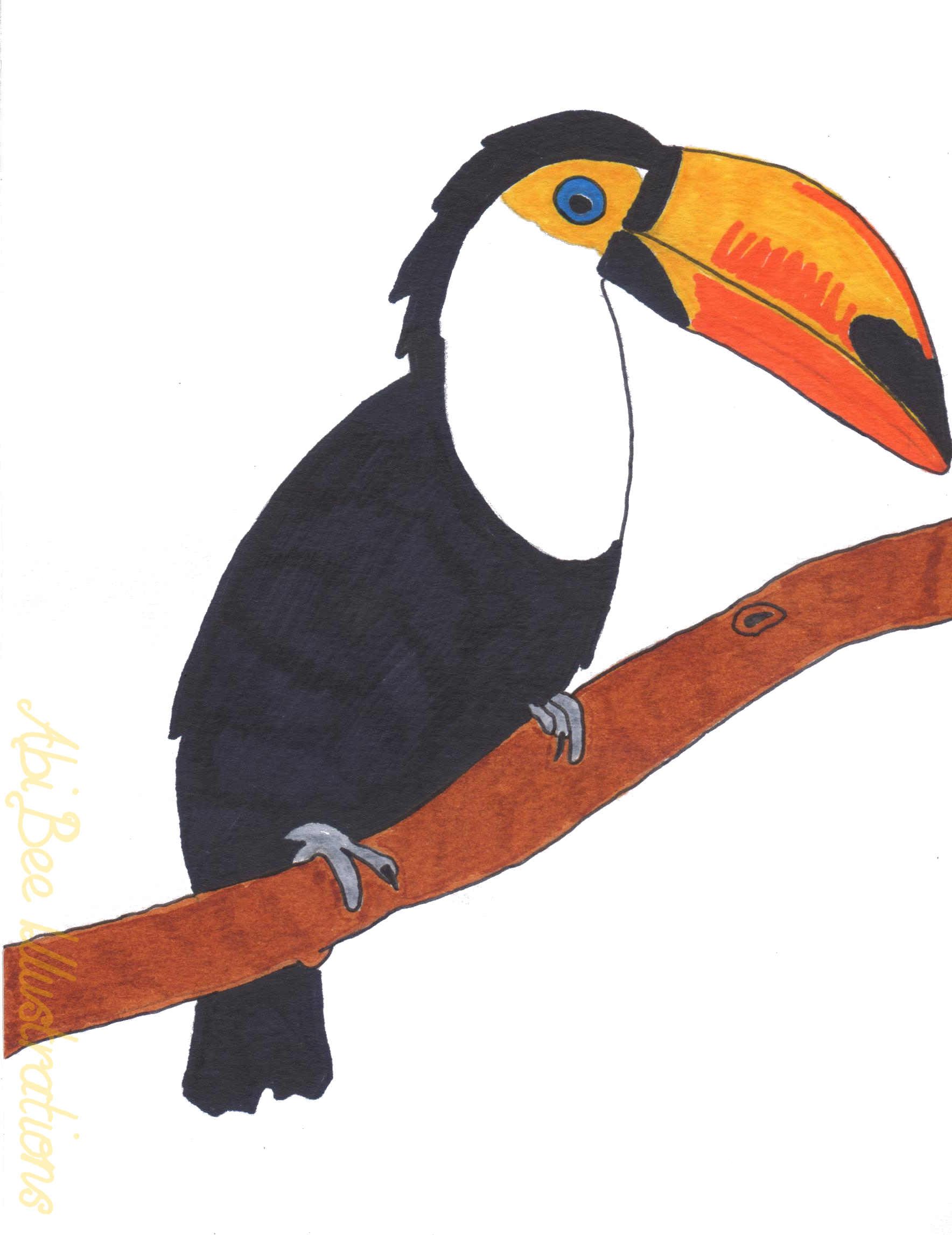 Toucan Bird Drawing at Explore collection of
