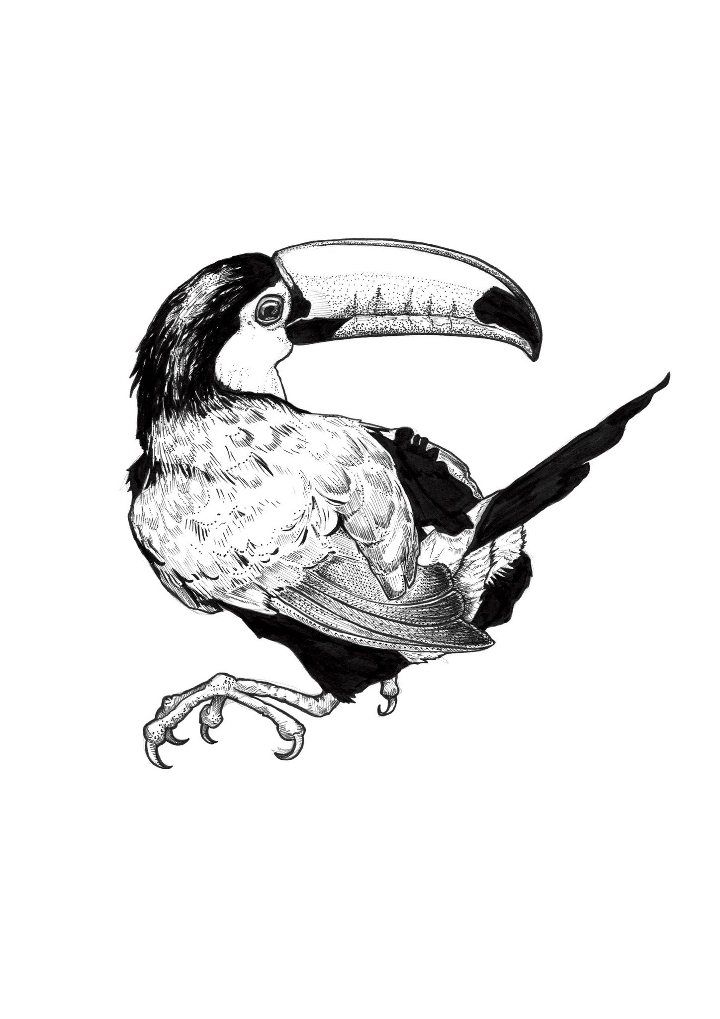 1448x2048 Toucan Ink Drawing Print - Toucan Bird Drawing