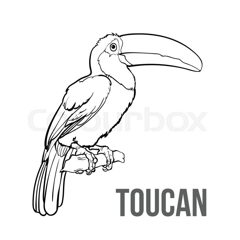 800x800 Hand Drawn Toucan Seating On A Tree Stock Vector Colourbox - Toucan Bird Drawing