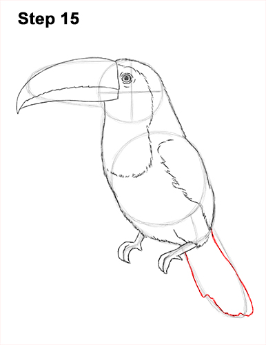 386x500 How To Draw A Toucan - Toucan Bird Drawing