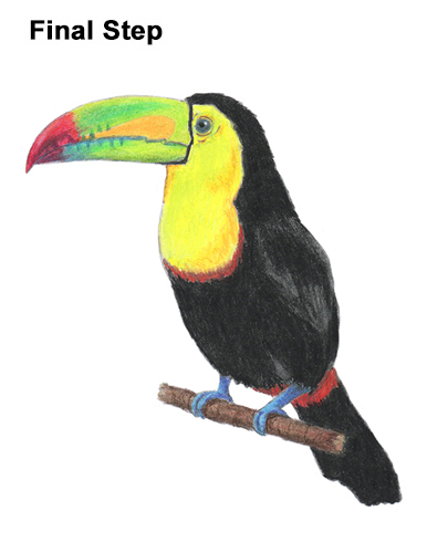 386x500 how to draw a toucan - Toucan Drawing