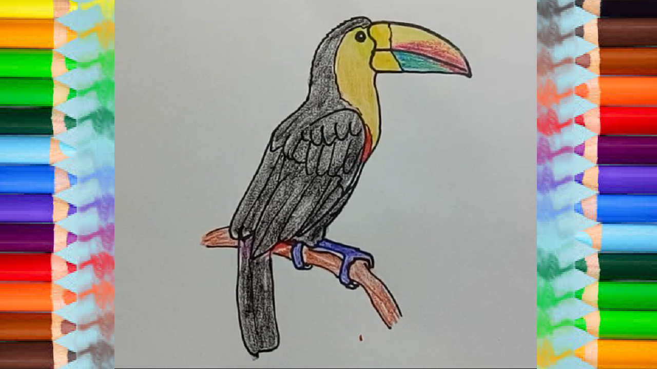 1280x720 how to draw a toucan step - Toucan Drawing