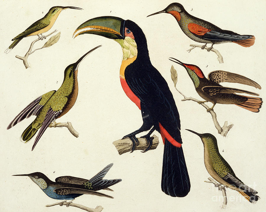 900x716 native birds, including the toucan from the amazon, brazil - Toucan Drawing