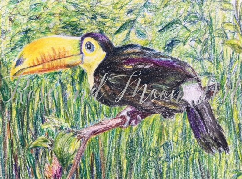 794x588 original art original colored pencil drawing of toucan etsy - Toucan Drawing