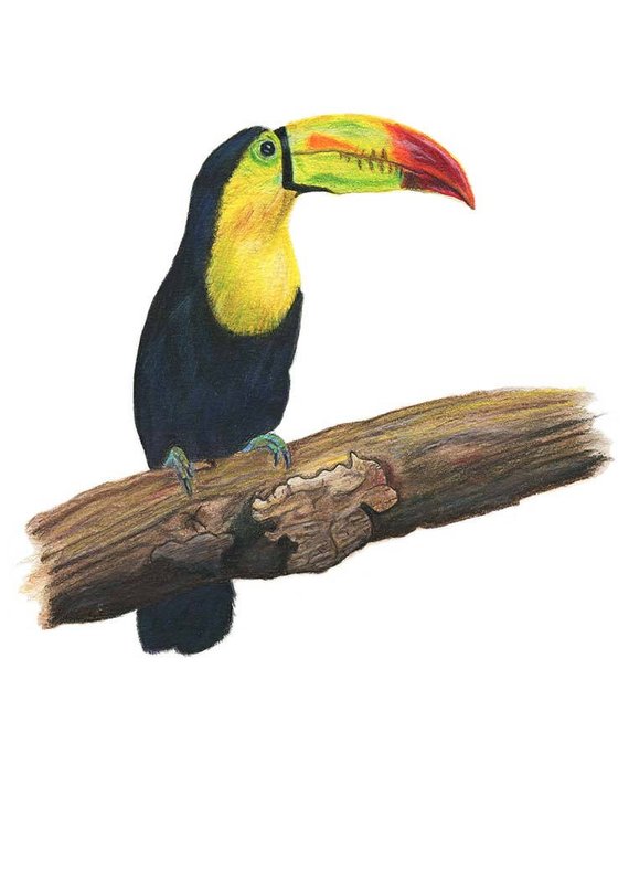 570x798 printable toucan wall art original mixed media bird drawing etsy - Toucan Drawing