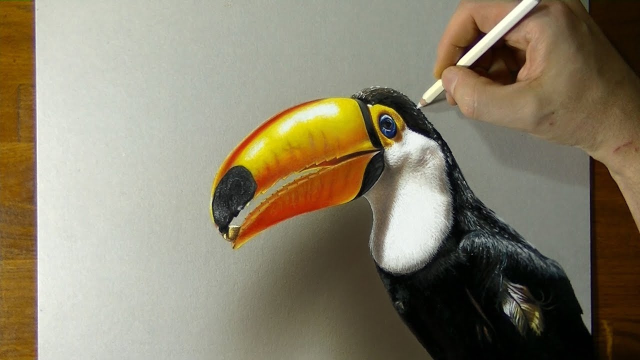 1280x720 speed drawing toucan - Toucan Drawing