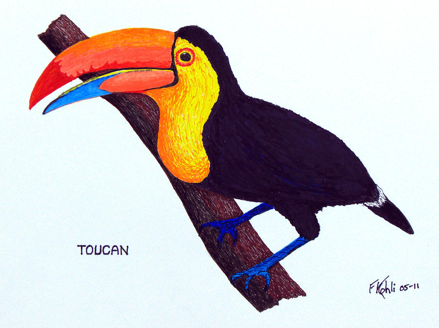 900x673 toucan drawing - Toucan Drawing