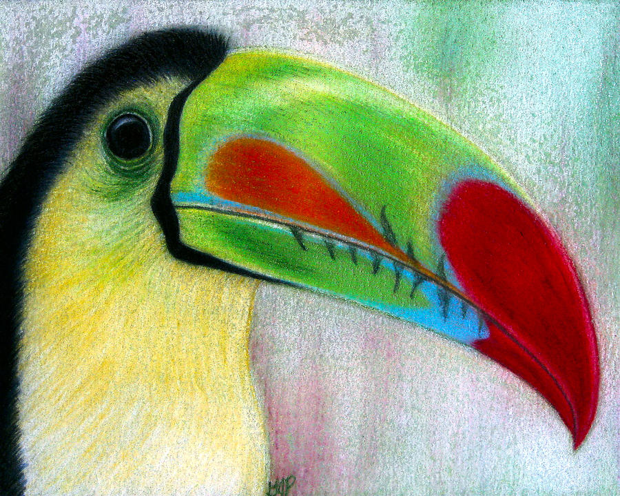 900x719 toucan drawing - Toucan Drawing