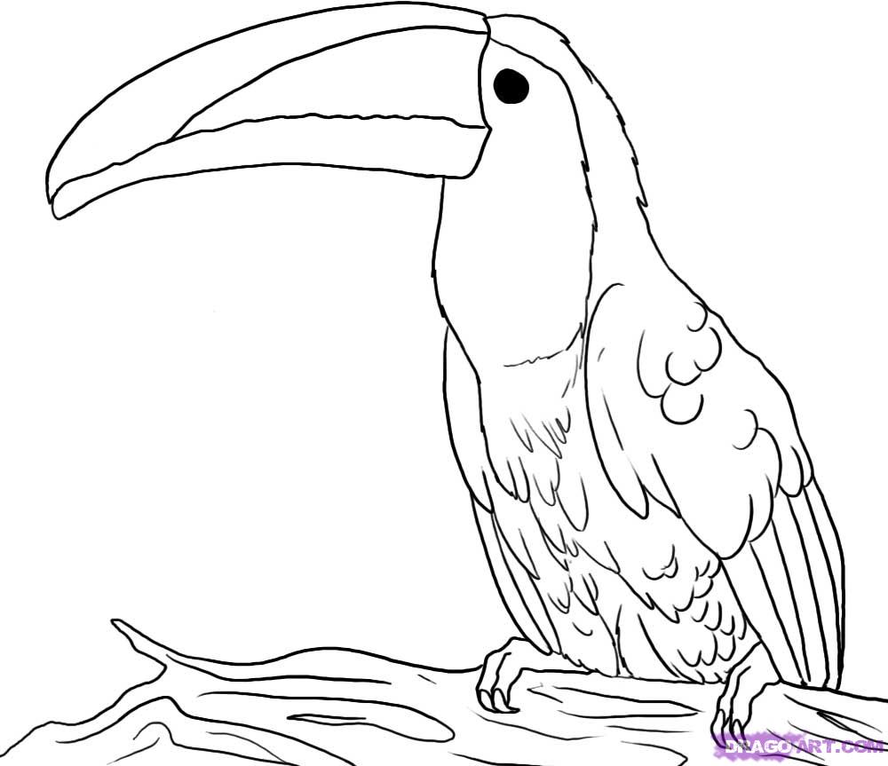 1000x863 draw a toucan, step - Toucan Drawing