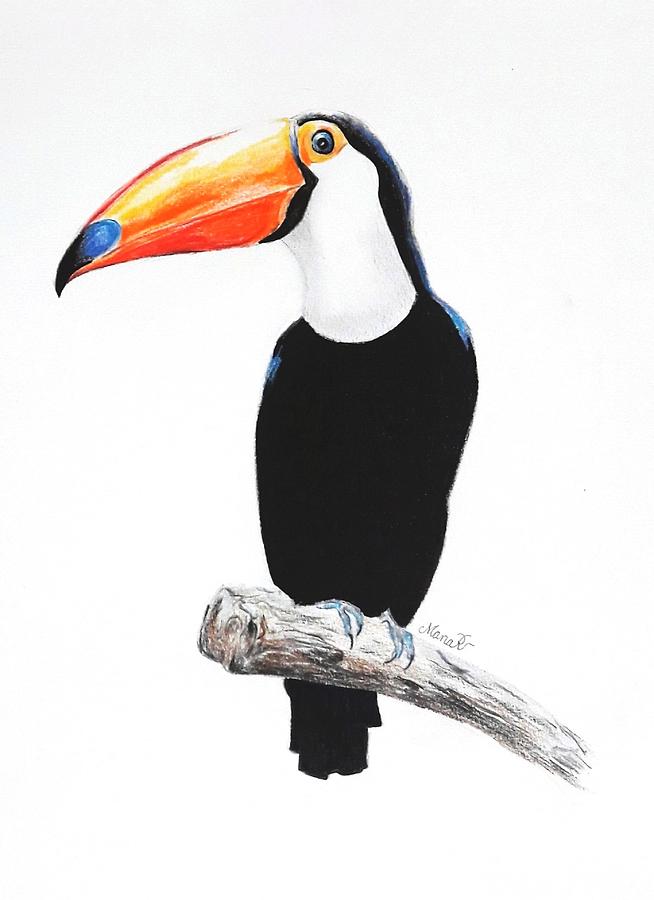 654x900 toucan drawing - Toucan Drawing