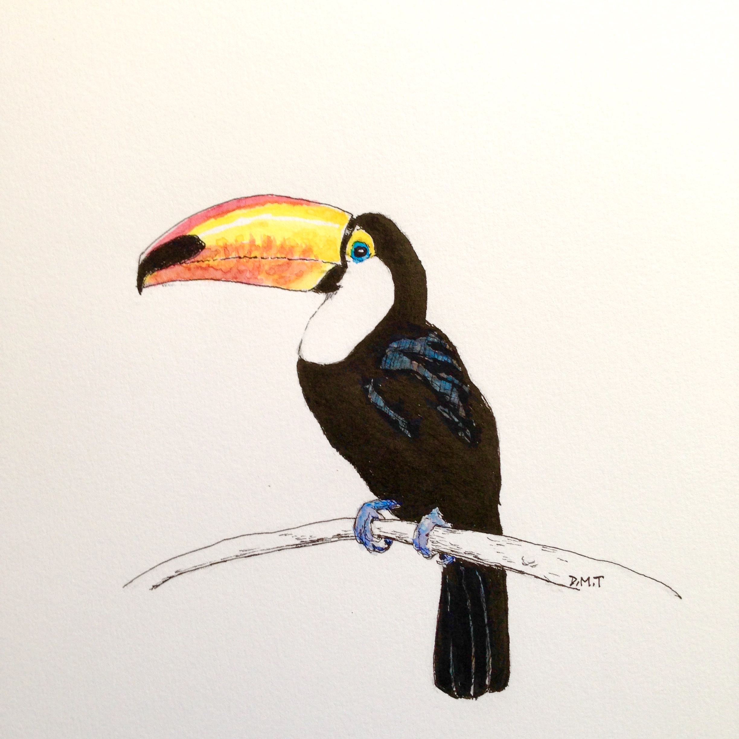 2448x2448 toucan dan tabata - Toucan Drawing