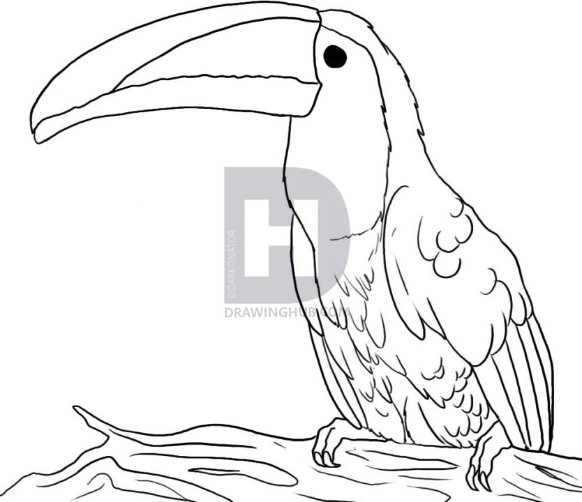 834x720 how to draw a toucan, step - Toucan Drawing