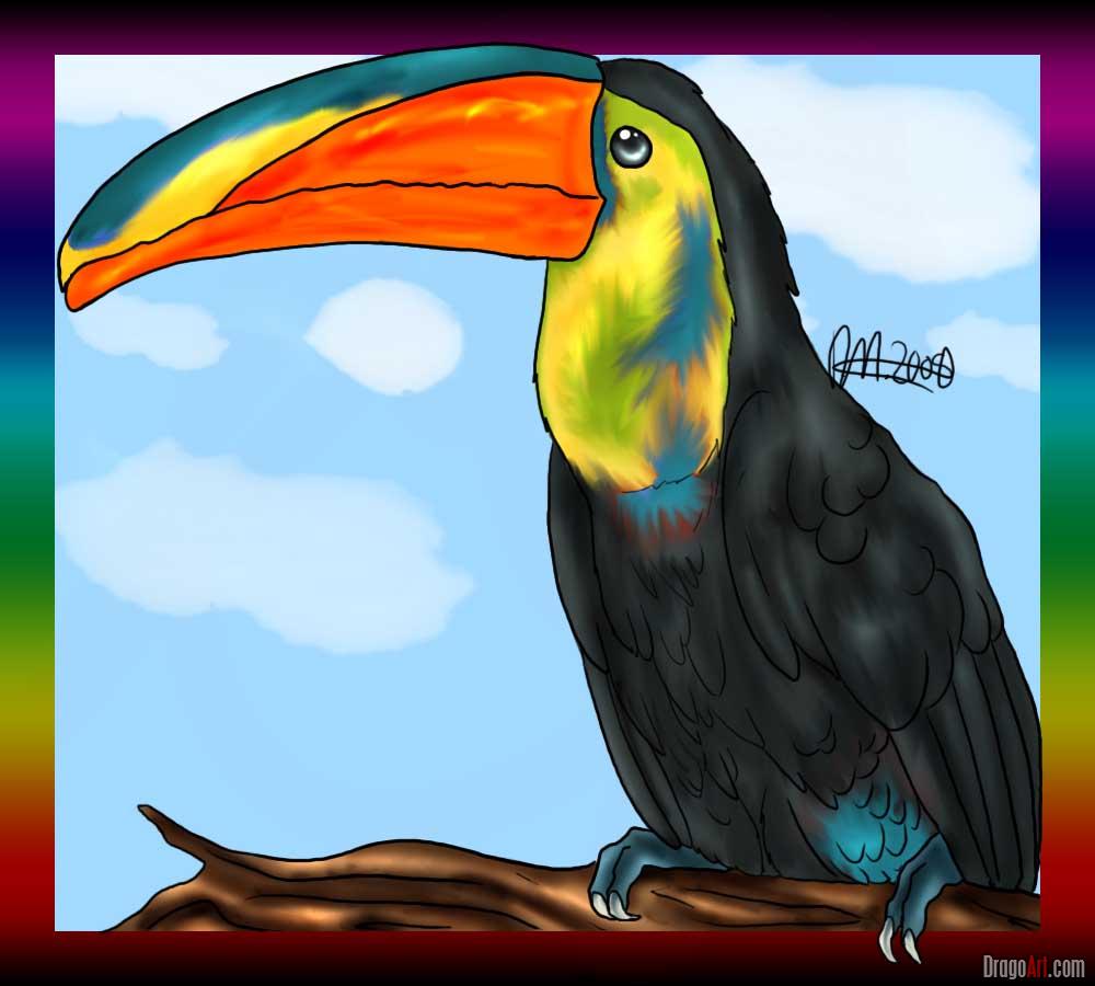 1000x900 how to draw a toucan, step - Toucan Drawing Step By Step