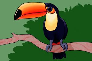 300x200 how to draw a toucan step - Toucan Drawing Step By Step