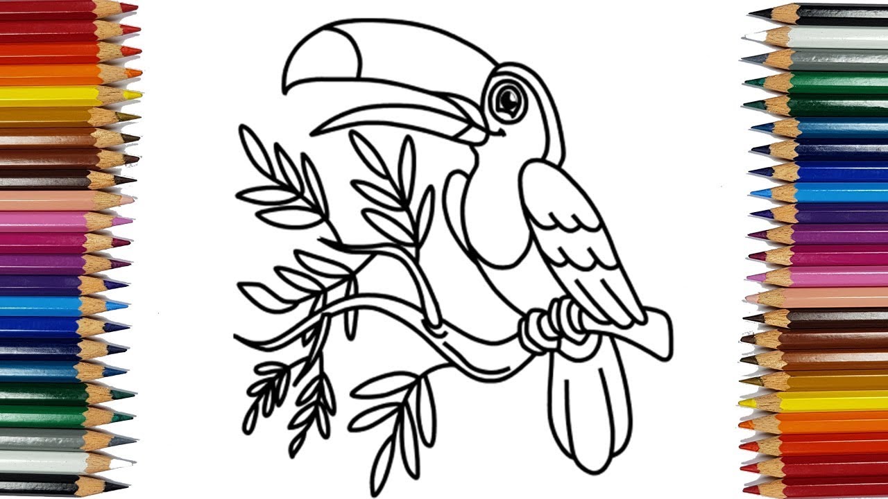 1280x720 how to draw a toucan bird - Toucan Drawing Step By Step