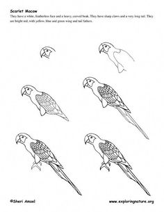 236x305 how to draw a toucan, step - Toucan Drawing Step By Step