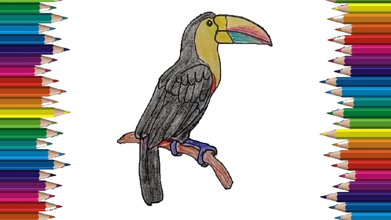 1280x720 how to draw a toucan step - Toucan Drawing Step By Step