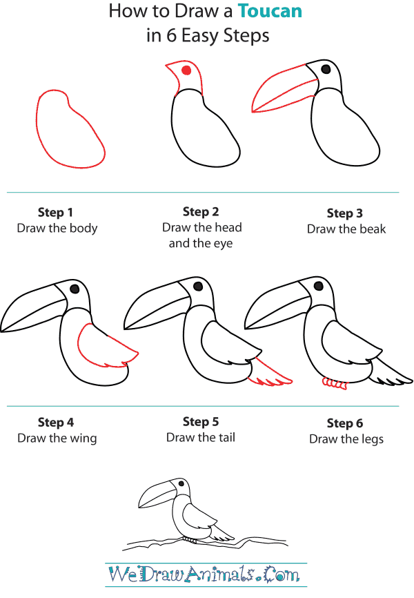 600x866 Teaching - Toucan Drawing Step By Step