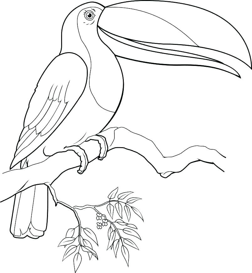 804x870 toucan coloring pages - Toucan Drawing Step By Step