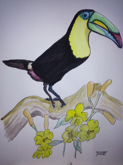 510x680 toucan drawing birds drawings pictures drawings ideas for kids - Toucan Drawing Step By Step