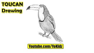 320x180 watch how to draw a toucan for kids lessons and draw - Toucan Drawing Step By Step