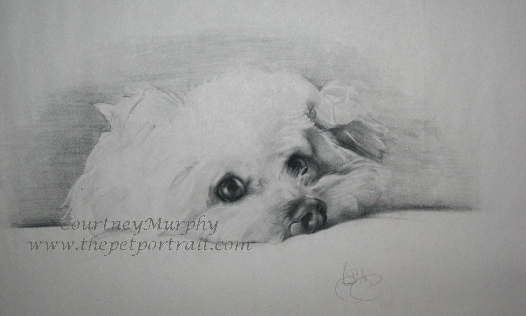 1080x649 Drawing Of Cozi - Toy Poodle Drawing