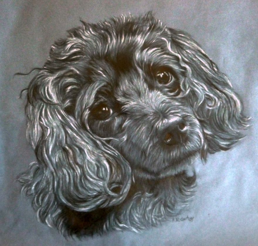 880x840 Grey Toy Poodle - Toy Poodle Drawing