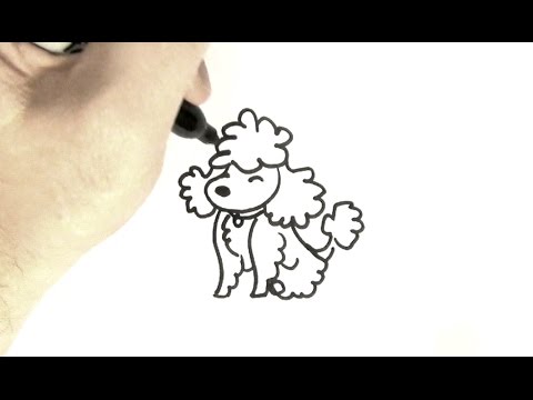 480x360 How To Draw A Poodle - Toy Poodle Drawing